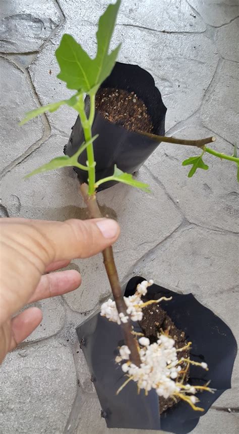 Inilah penyokong kuat projek kami. kaedah dan Cara tanam pokok tin secara keratan atau ...