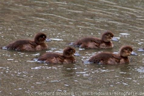 Die ente legt 1 ei pro tag ins nest und nach dem letztgelegtem ei beginnt sie zu brüten damit alle küken am selben tag fast zeitgleich schlüpfen. Enten-Bilder mit Namen - Wildentenarten Beobachtungen