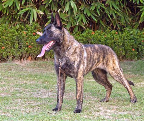 Check spelling or type a new query. 52 best images about Dutch Shepherd on Pinterest