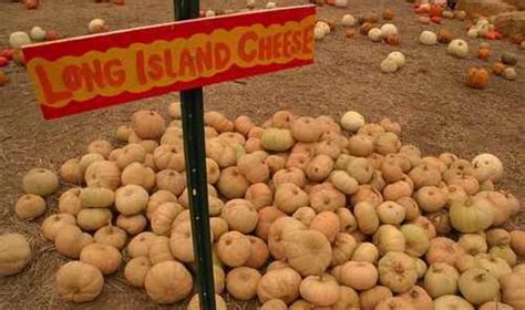 It was a popular variety in the long island sound area in the 1800s, mentioned frequently in cookbooks and farmers' almanacs, but is less common and harder to find in today's modern markets. Indigenous Crop: The Long Island Cheese Pumpkin, an ...