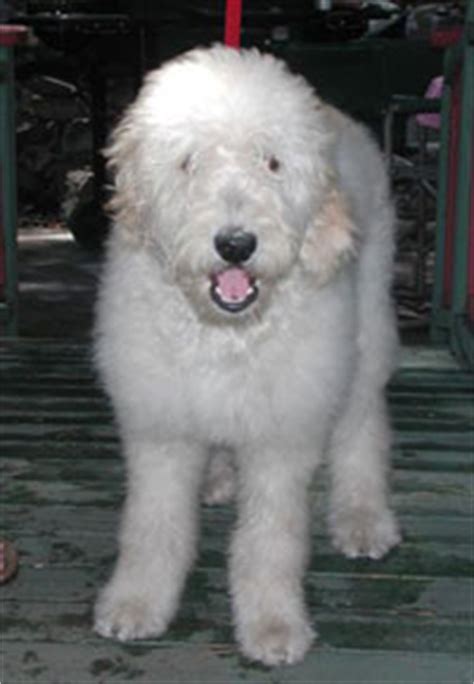 Elite northern california goldendoodle genetic lines. Goldendoodle Breeders & Puppies for Sale & Adoption in ...