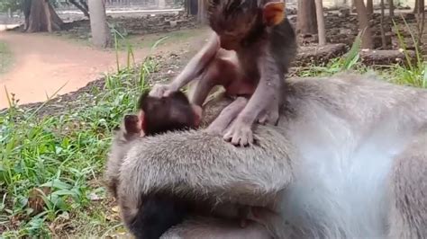 Avoid pressuring baby to nurse. Jessie doesn't like newborn Sweetie,what is she doing on ...
