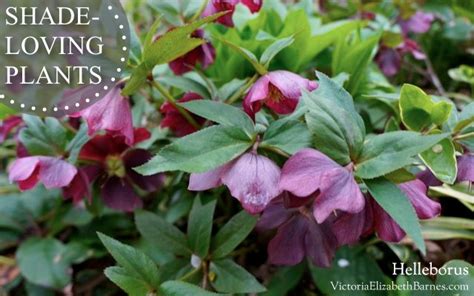 Choosing the right perennials for the shade. Best shade plants! Flowering shade perennials, year after ...