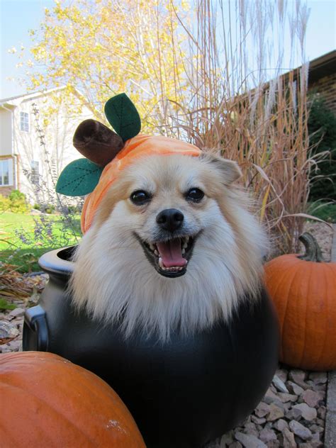 Contact us via whatsapp number +91 79 0190 3379 Pin by Friendly Doggies Buzz on Perfect Pomeranians | Toy ...