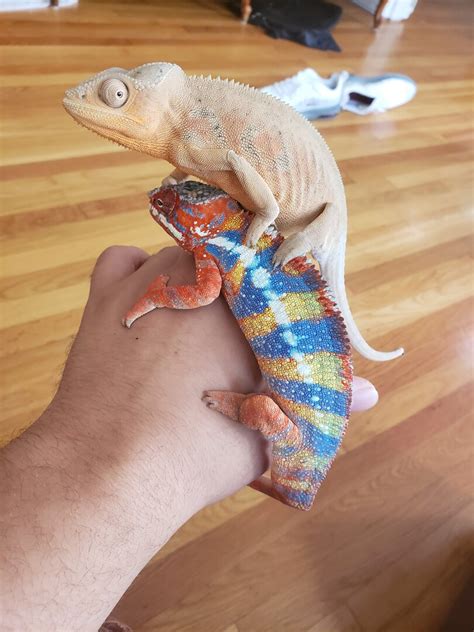 Once they reach maturity, female panther chameleons will measure approximately 10″ to 14″ inches in length. Egg questions | Chameleon Forums