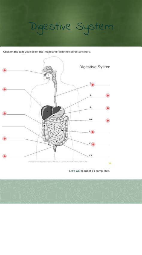 wizer.me | Digestive system worksheet, Digestive system diagram, Digestive system for kids
