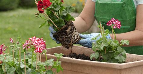 Garten gestalten garten ideen wassertank garten regenwassernutzung regentonne garten anpflanzen wasser im garten garten anlegen haus und garten. Die 3 Besten Blumenkästen mit Wasserspeicher (2021) im ...