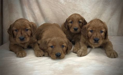 Large selection of finest puppies for sale: Remi's Golden Irish Puppies January 2019 - Golden Ridge Hi-Breds