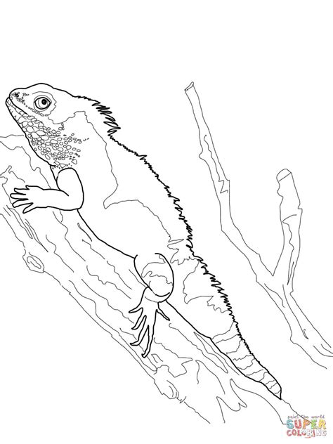 It has big muscles and sharp claws. Komodo Dragon Drawing at GetDrawings | Free download