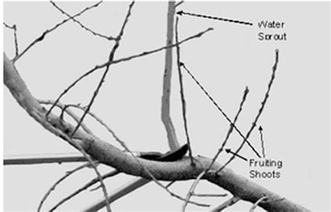 Gaa and spa infest young trees, water sprouts, and vigorous terminals on apple, pear, quince, and. Water Sprouts - The Daily Garden