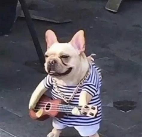 It has light weight and super ventilated design that will perfectly fit small dogs with flat snout. French Bulldog Guitarist | Wiki | Dank Memes Amino