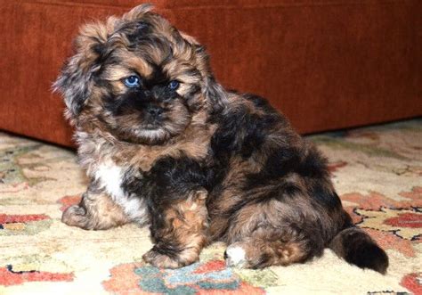 Akc registered cuddly, very loving, and smart. Pekepoo Puppies, Breeder, Sales, Peekapoo Puppies ...