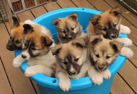 20 to 45 pounds life span: Icelandic Sheepdog Puppies