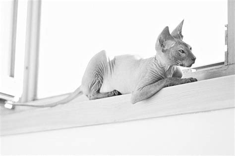The skin should have the texture of chamois leather. Windowsill kitty. #hairless #sphynx #cat | Hairless cat ...