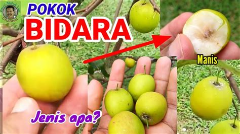 Plants that can be planted in pots (pasu) please click on the pictures to go to the product page / sila tekan gambar untuk lihat page produk buy our fruit pokok apple bidara. POKOK BIDARA - YouTube