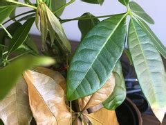 Let's have a look at the top benefits of keeping. braided money tree dying