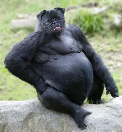 There are a lot of interesting and funny photoshop pictures in this application. 15 New Animal Species Bred in Photoshop | Bored Panda