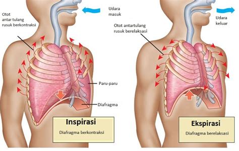 8 jenis penyakit yang berkaitan sistem respirasi manusia. Mekanisme Pernapasan