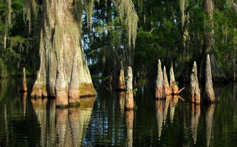 Book now for best prices! Related image | Louisiana swamp, Cypress swamp, Swamp