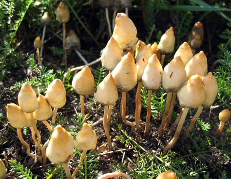 Check out our liberty cap selection for the very best in unique or custom, handmade pieces from our garden decoration shops. The effects of using psilocybin - Abuse-Drug.com