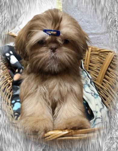 Some breeds vary based on their size, coat color, eye color, gender, and even the breeder's. Shih Tzu Puppy for Sale - Adoption, Rescue for Sale in ...