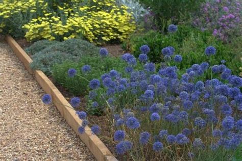 A garden superstar, these large globes are made up of hundreds of tiny florets. Czosnek błękitny Allium caeruleum| Albamar | Dry garden ...