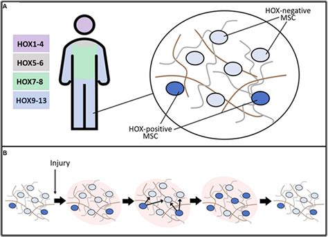 We did not find results for: Frontiers | Hox-Positive Adult Mesenchymal Stromal Cells ...