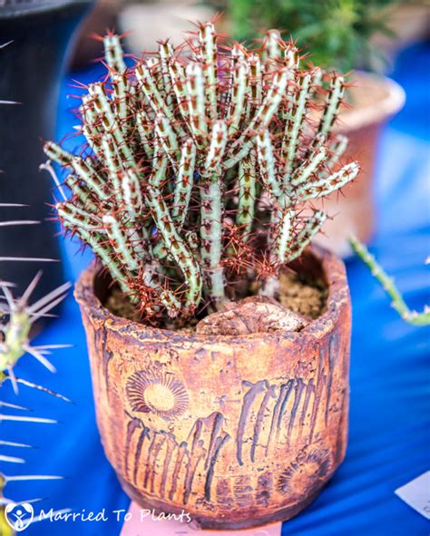 San diego cactus succulent society winter show 2020 pt 3 3. 2017 San Diego Cactus and Succulent Society Winter Show ...