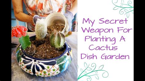 How green was my cactus is a daily syndicated australian radio program that has been broadcast since 1986. My Secret Weapon For Planting A Cactus Dish Garden - YouTube