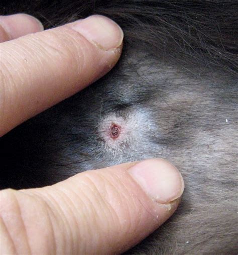 All cat bites, from little nips to deep punctures, can result in swelling and other symptoms. Cat bite wound on cat at 10 days after start of treatment ...