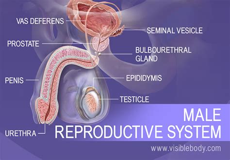 This overview of the organs in the body can help people understand how various organs and organ systems work together. Male Reproductive Structures | Learn Anatomy