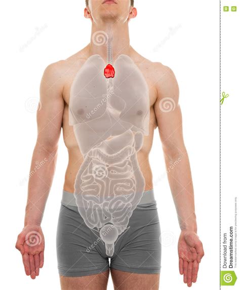 An organ is a collection of tissues joined in a structural unit to serve a common function. Thymus Male - Internal Organs Anatomy - 3D Illustration ...