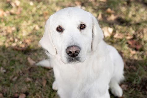 Eager to please and wonderfully responsive, he is nonetheless distracted by exciting sights and sounds, so you must be both patient and persistent. Dasher - Adult English Cream Golden Retriever