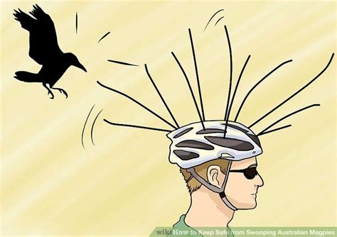 You can also try wearing your sunglasses on the back of your head. How to Keep Safe from Swooping Australian Magpies: 10 Steps