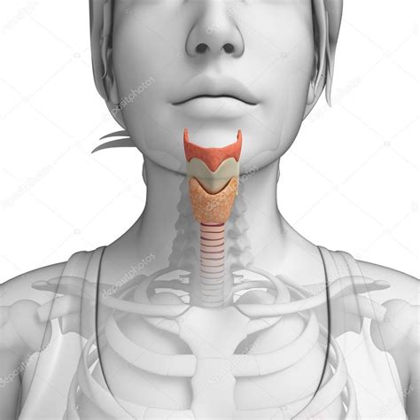 Anatomie ženského krku — Stock Fotografie © pixdesign123 #52420911