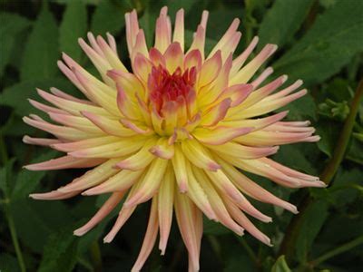 Dahlias (dahlia spp) er hårdføre for alle usda zoner. 17 Best images about More Cactus Dahlias, Please on ...