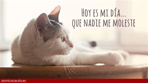 Puede celebrarle a sus felinos el 20 de febrero, el 8 de agosto y el 29 de octubre. 20 de febrero: Día Internacional del Gato