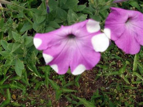 Purple fluff with bows png free scrapbook alphabet. Any one else have polka dot petunias