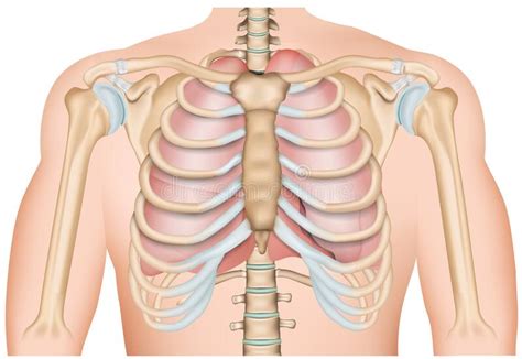 Heart lungs stomach pancreas human organs set vector image. Ribs Stock Illustrations - 8,353 Ribs Stock Illustrations, Vectors & Clipart - Dreamstime