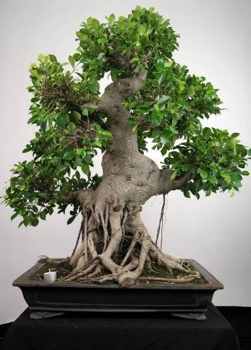 Ficus grown as houseplants are much smaller than their outdoor counterparts, which grow in u.s. Bonsai Trees that Can Grow with Indoor Light | Bonsai Tree ...