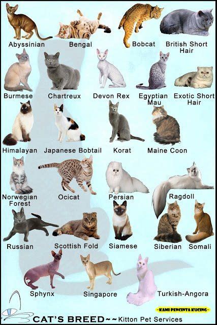 Tentu saja kucing termasuk dalam hewan yang penurut, lucu. INFO Mana satukah Kucing Pilihan Dihati? | Zul & Azizi ...