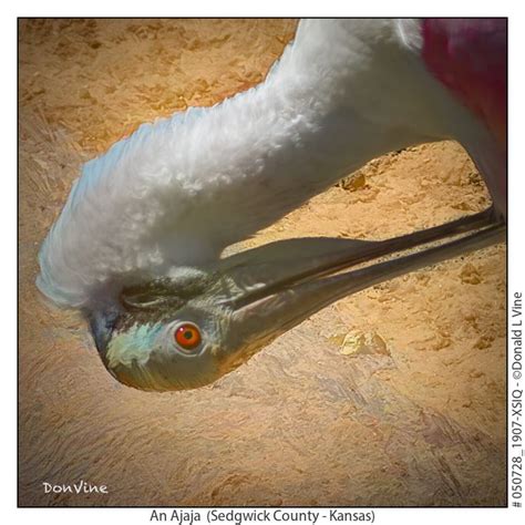 It has an incredibly distinctive call that's been described as similar to the sound an old wooden water pump would make. Long-legged wading bird found on every continent except ...