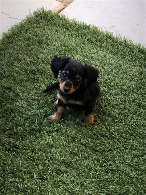 The dachshund, or wiener dog, is a lively, clever, and courageous dog breed that is generally good with children. Miniature Dachshund Puppies For Sale | Mesa, AZ #303222