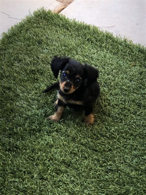 Miniature dachshund, illinois » maine township Miniature Dachshund Puppies For Sale | Mesa, AZ #303222