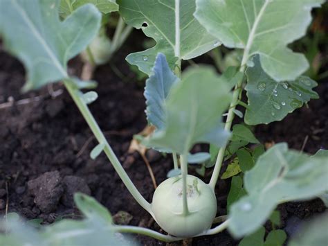 Maybe you would like to learn more about one of these? Pikanter Kuchen mit Kohlrabi-Blättern