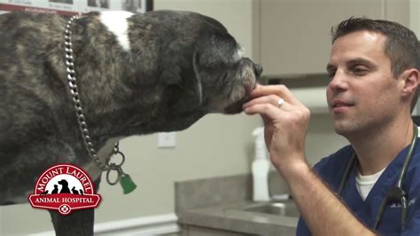 Our office has boarding facilities, surgery. About Mount Laurel Animal Hospital - YouTube