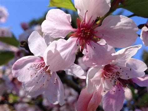 Learn vocabulary, terms and more with flashcards, games and other study tools. Spotlight: Flowering Cherry Trees and Why they Made our ...