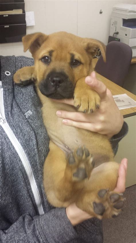 Pit bull mastiff mix puppies for sale. This little puppy is a mix between a pit bull and a bull mastiff. We have a feeling he's going ...