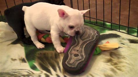 A place to discuss bulldogs. 5 WEEK OLD FRENCH BULLDOG PUPPIES - YouTube