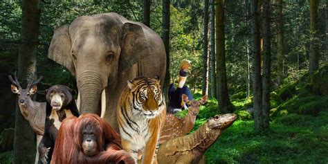 Di sana, terdapat kebun binatang tertua di dunia. Tempat Wisata Di Ragunan - Tempat Wisata Indonesia